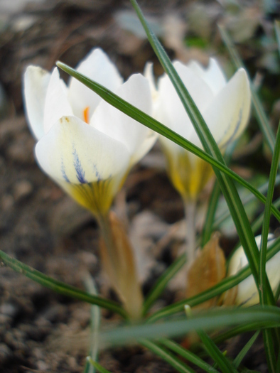 Crocus Snow Bunting (2011, March 13)