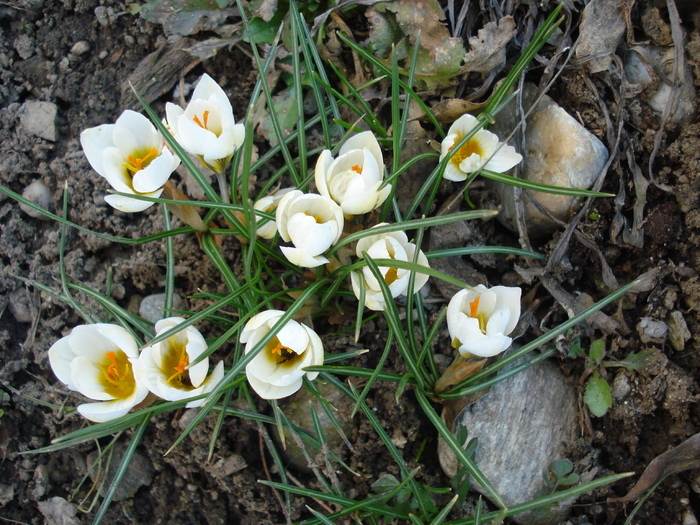 Crocus Snow Bunting (2011, March 13) - Crocus Snow Bunting