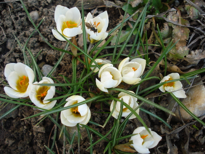 Crocus Snow Bunting (2011, March 13)