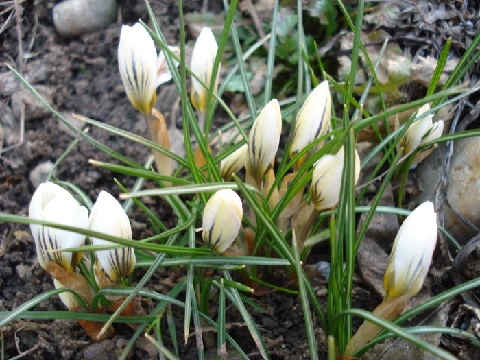 Crocus Snow Bunting (2011, March 14)