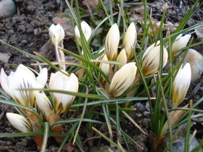 Crocus Snow Bunting (2011, March 15) - Crocus Snow Bunting