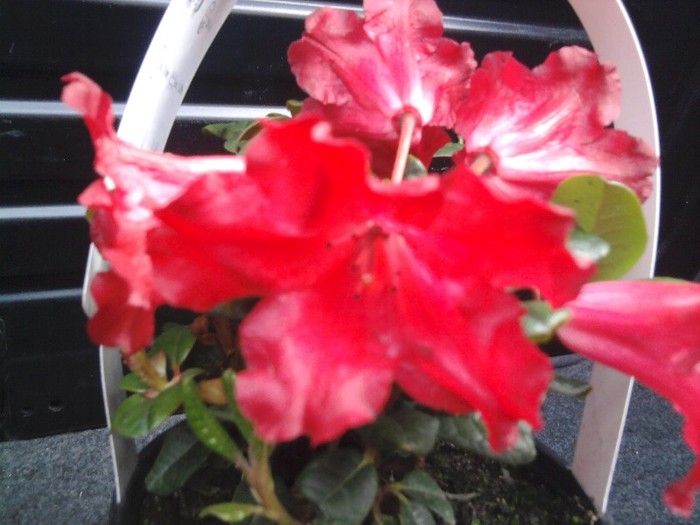 Scarlet Wonder noua achizitie - Rhododendroni