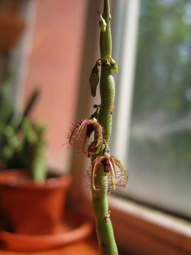 Caralluma moniliformis (2) - Asclepiadaceae