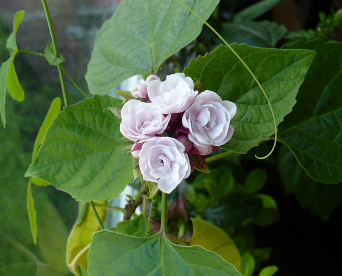 6 mai - Clerodendron 2011