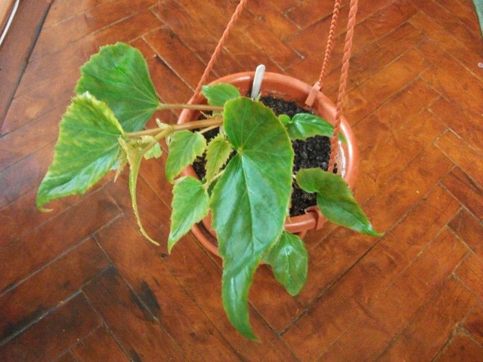 begonie curgatoare - alte flori