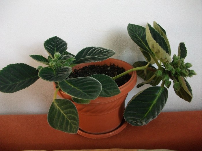 gloxinie imbobocita - alte flori