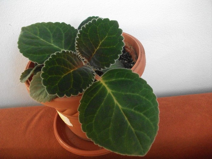 gloxinie - alte flori