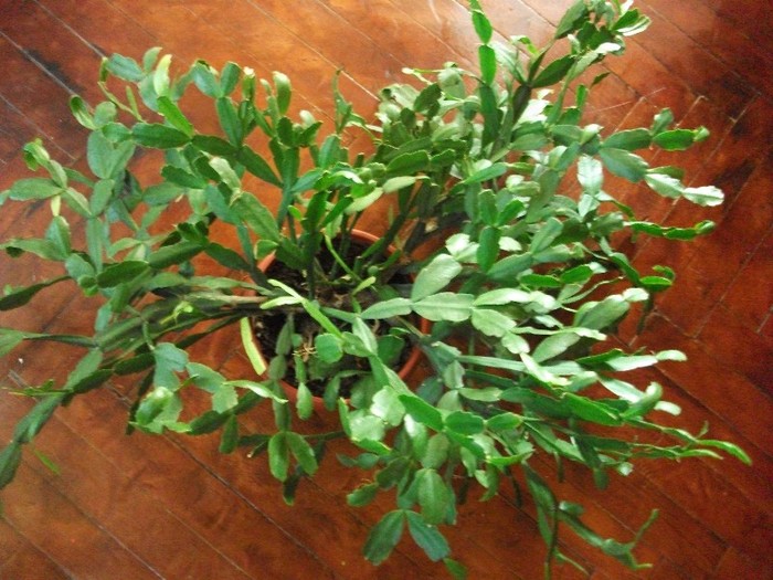 schlumbergera - alte flori