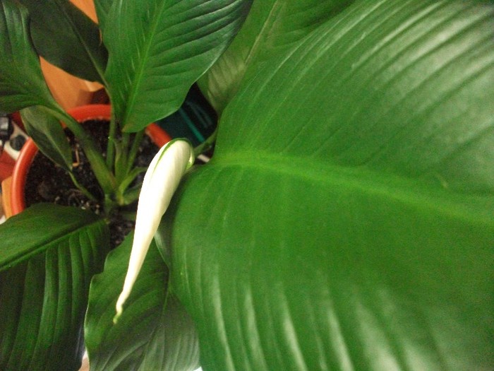 imaginile mele 274 - spathiphyllum sau crinul pacii