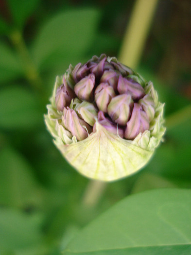 Allium Purple Sensation (2011, May 06)