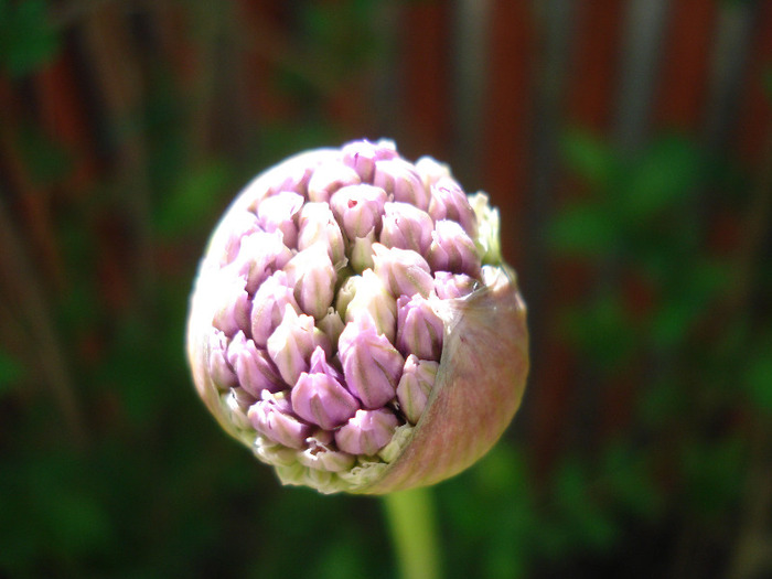 Allium Purple Sensation (2011, May 06)