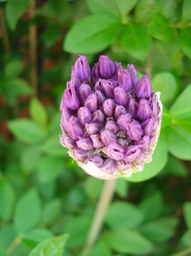 Allium Purple Sensation (2011, May 06)