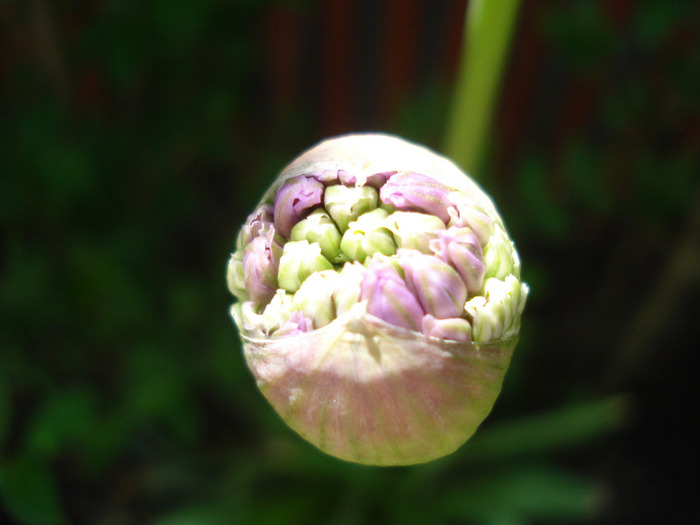 Allium Purple Sensation (2011, May 06)