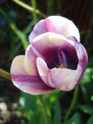 Tulipa Atlantis (2011, May 06) - Tulipa Atlantis