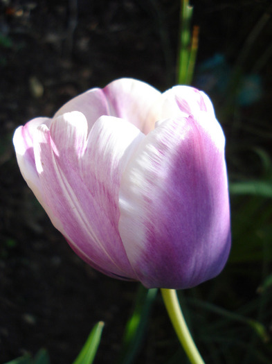 Tulipa Atlantis (2011, May 06) - Tulipa Atlantis