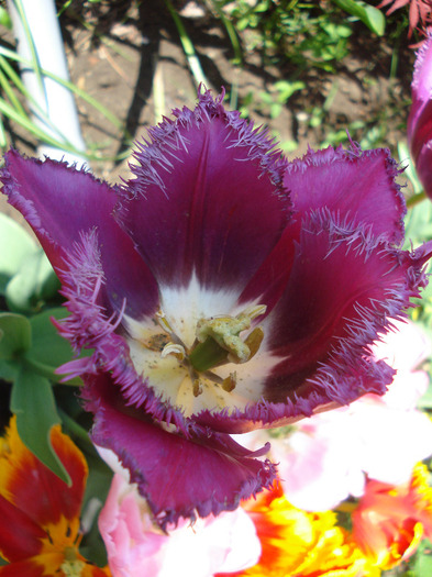 Tulipa Barbados (2011, May 06)