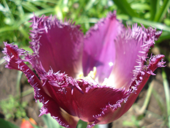 Tulipa Barbados (2011, May 06) - Tulipa Barbados