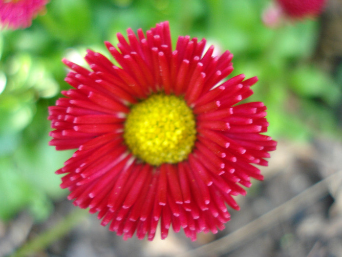 Bellis perennis (2011, May 06)