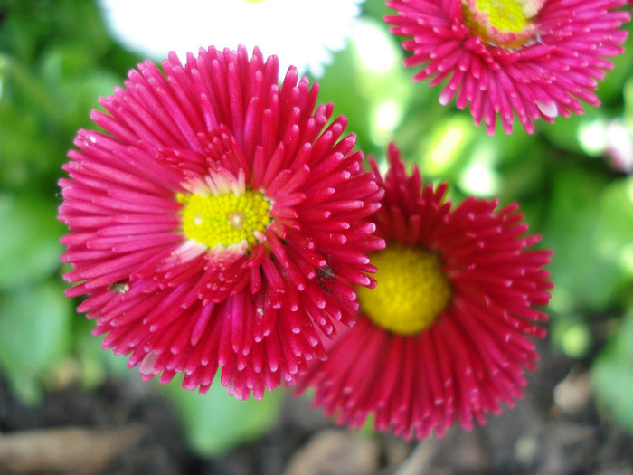 Bellis perennis (2011, May 06) - BELLIS Perennis