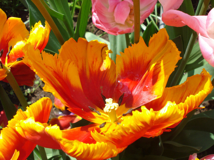 Tulipa Bright Parrot (2011, May 06) - Tulipa Bright Parrot