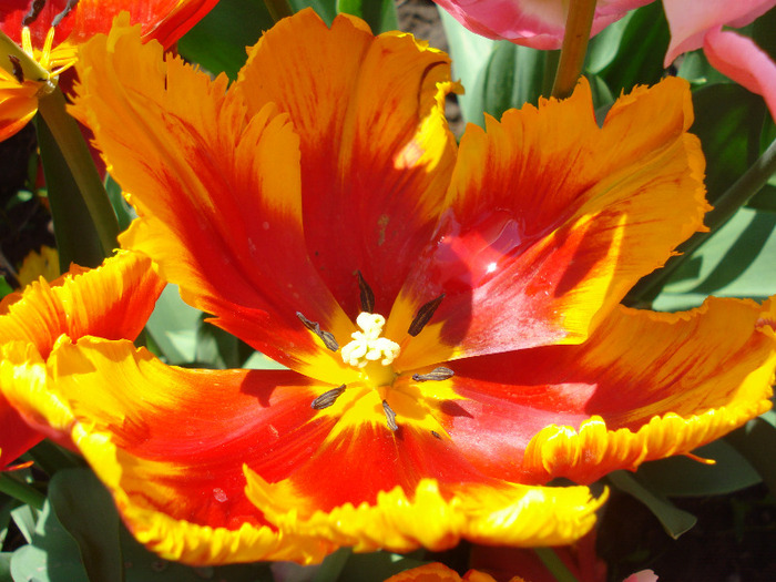 Tulipa Bright Parrot (2011, May 06)