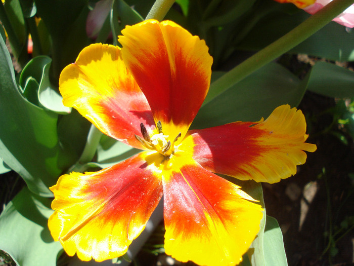 Tulipa Bright Parrot (2011, May 06)