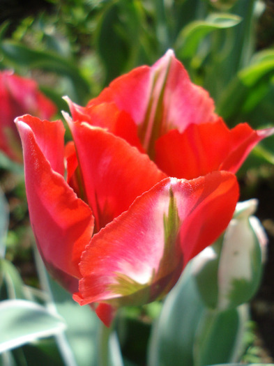 Tulipa Esperanto (2011, May 06)