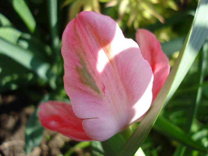 Tulipa Fantasy Parrot (2011, May 06) - Tulipa Fantasy Parrot