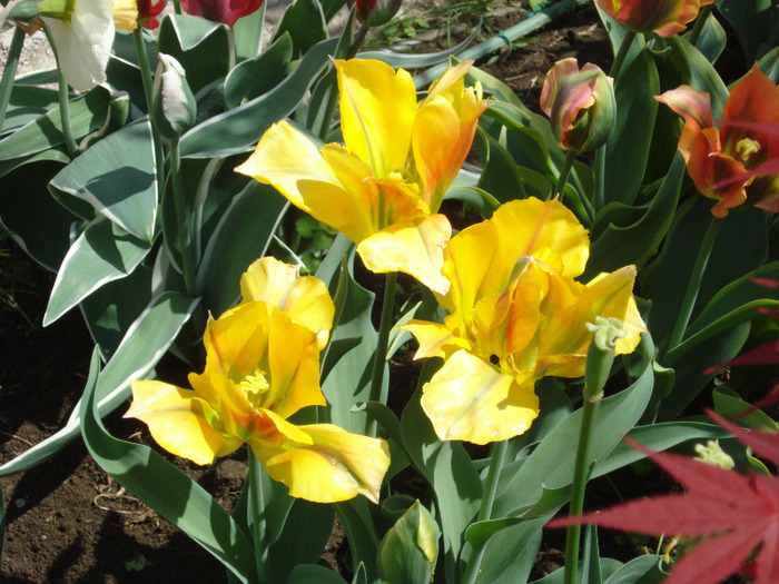 Tulipa Golden Artist (2011, May 06) - Tulipa Golden Artist