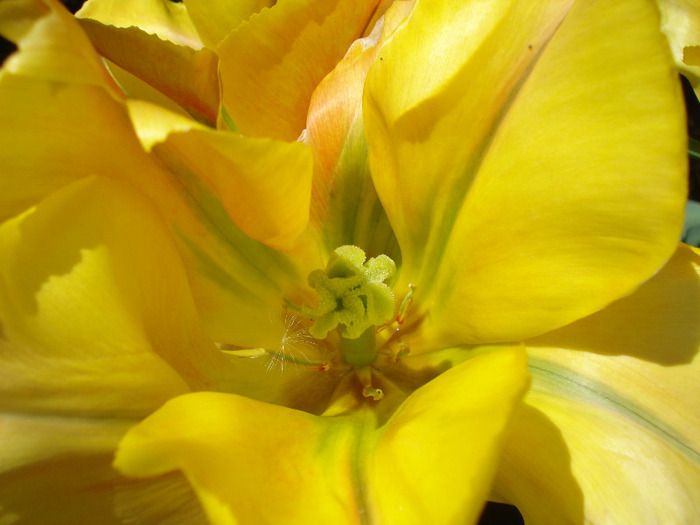 Tulipa Golden Artist (2011, May 06)