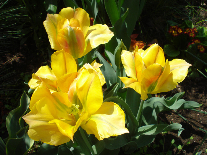 Tulipa Golden Artist (2011, May 06) - Tulipa Golden Artist