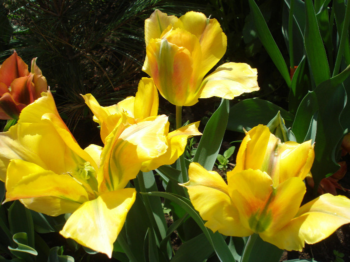 Tulipa Golden Artist (2011, May 06)