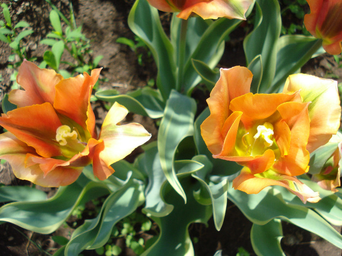 Tulipa Green River (2011, May 06)