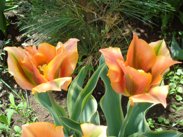 Tulipa Green River (2011, May 06)