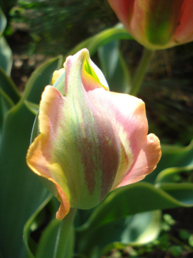 Tulipa Green River (2011, May 06) - Tulipa Green River