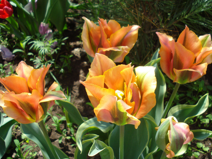 Tulipa Green River (2011, May 06)