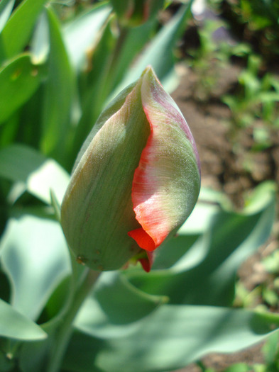 Tulipa Hollywood (2011, May 06)