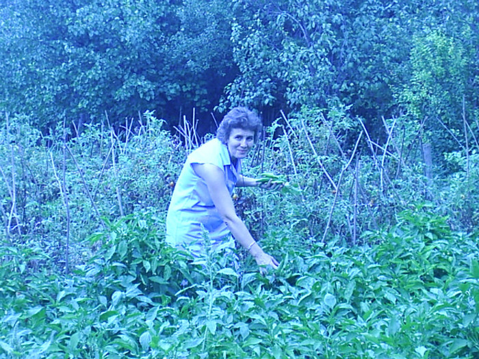 in gradina de legume