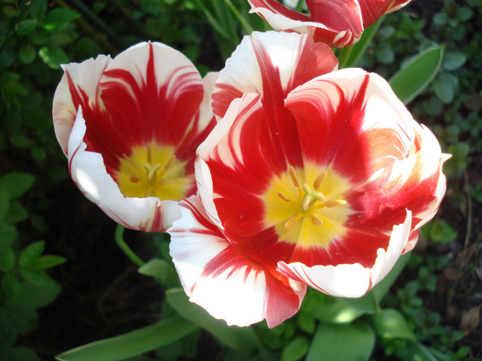 Tulipa Happy Generation (2011, May 06)