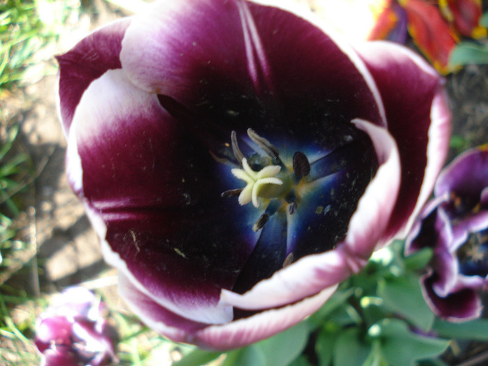 Tulipa Jackpot (2011, May 06)