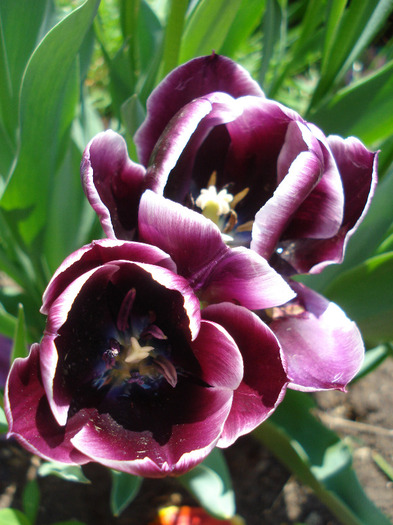 Tulipa Jackpot (2011, May 06)