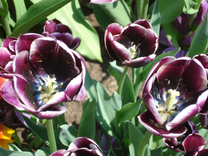 Tulipa Jackpot (2011, May 06) - Tulipa Jackpot