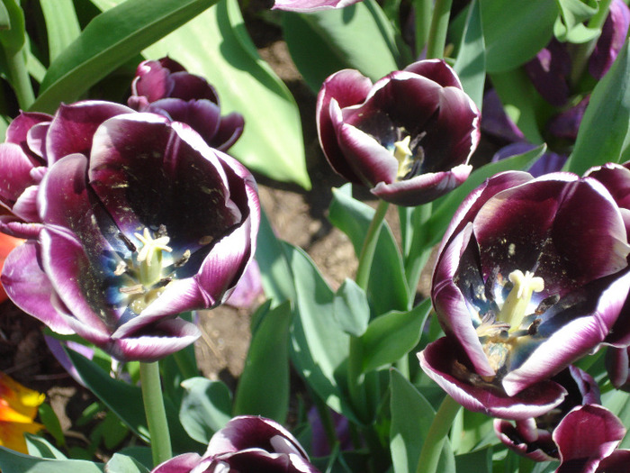 Tulipa Jackpot (2011, May 06)