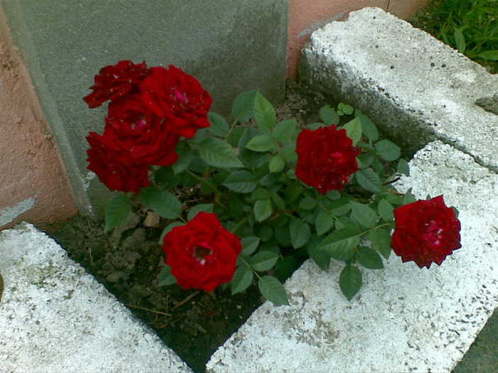 24062010(018) - flori din gradina mea