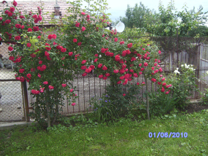 BILD5392
