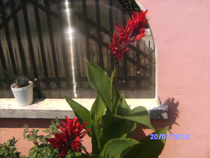 BILD6135 - flori din gradina mea