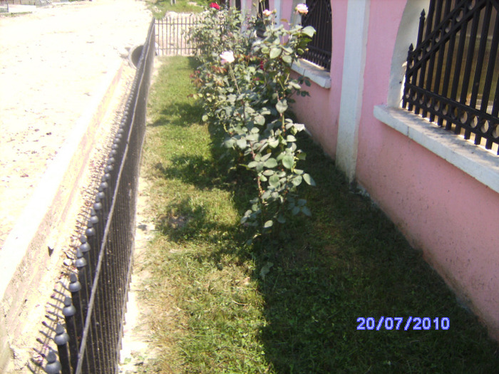 BILD6155 - flori din gradina mea