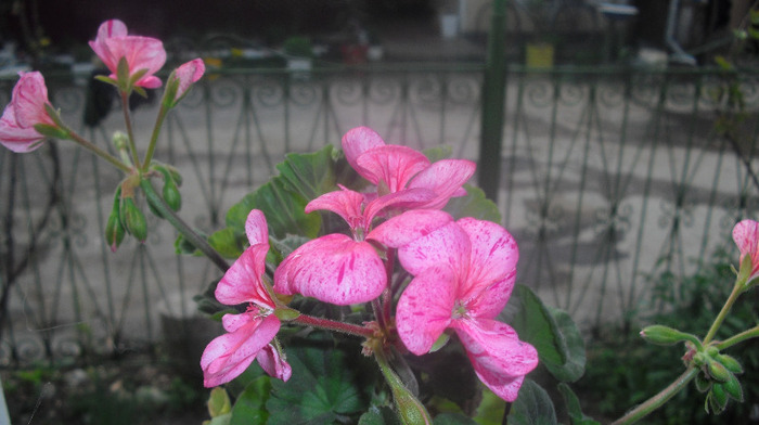 CIMG0438