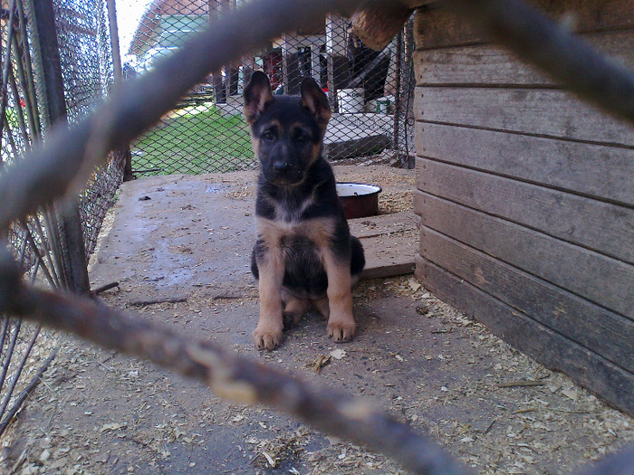 suss urechile - de vinzare ciobanesc german