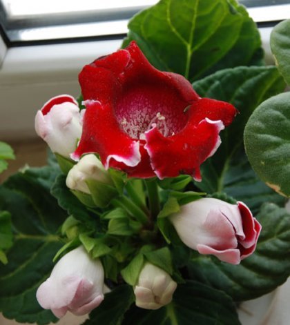 gloxinia1 - flori frumy